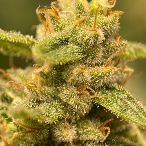 Harle Quin growlog timeline photo