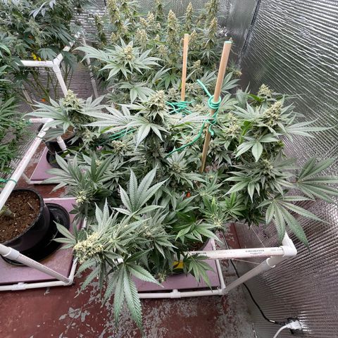 Harle Quin growlog timeline photo