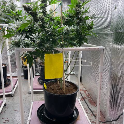 Harle Quin growlog timeline photo