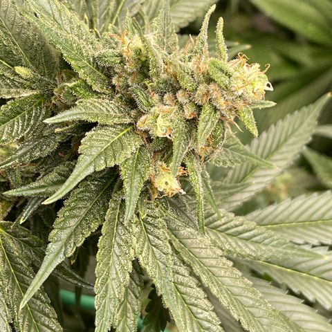 Harle Quin growlog timeline photo