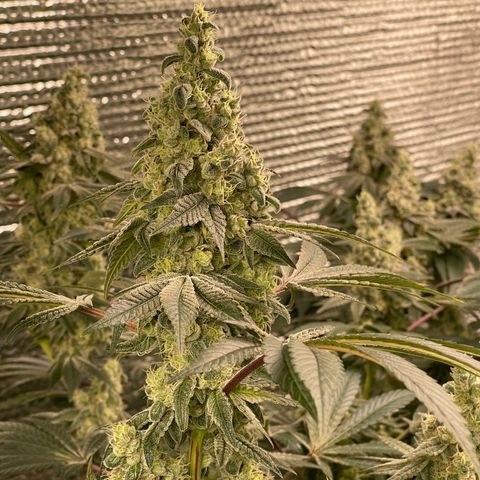 Princess Grodd growlog timeline photo