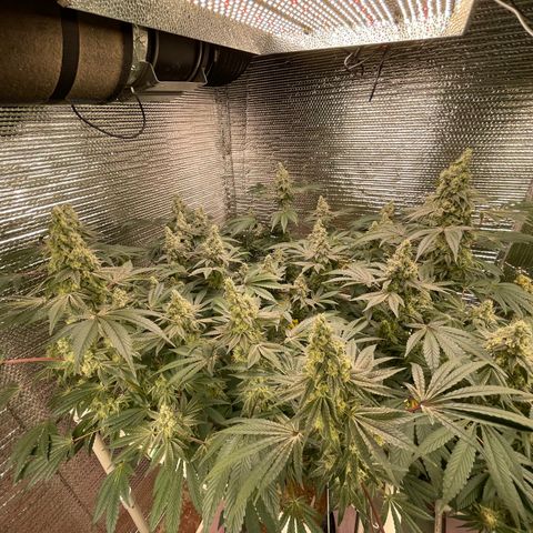 Princess Grodd growlog timeline photo