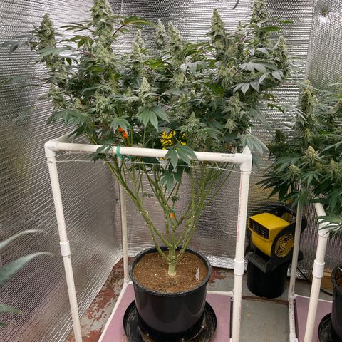 Princess Grodd growlog timeline photo