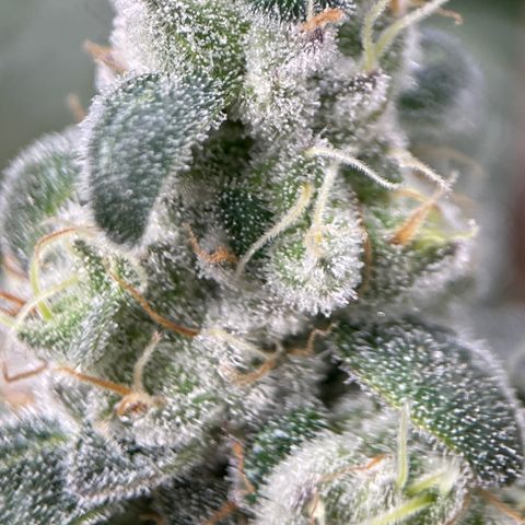 Princess Grodd growlog timeline photo