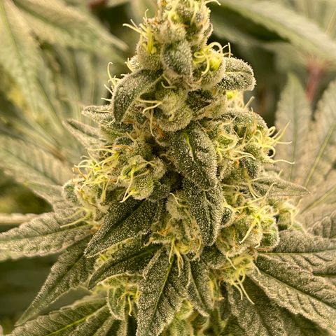 Princess Grodd growlog timeline photo