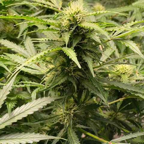 Candy Cane growlog timeline photo