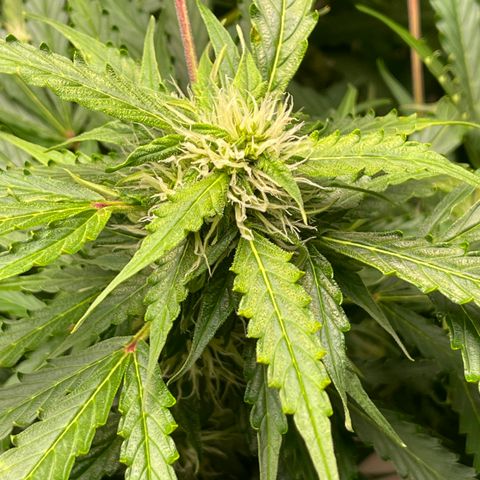 Candy Cane growlog timeline photo