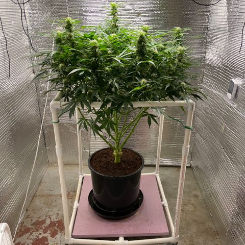 Candy Cane growlog timeline photo