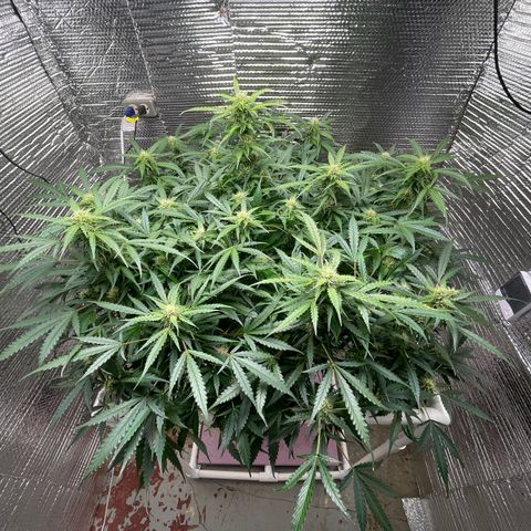 Candy Cane growlog timeline photo