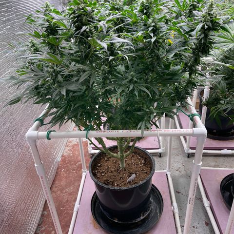 Lucyfur growlog timeline photo