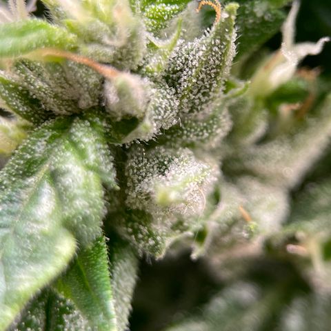 Lucyfur growlog timeline photo