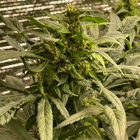 Lucyfur growlog timeline photo