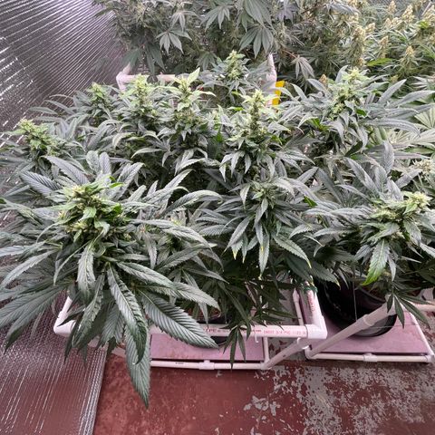 Lucyfur growlog timeline photo