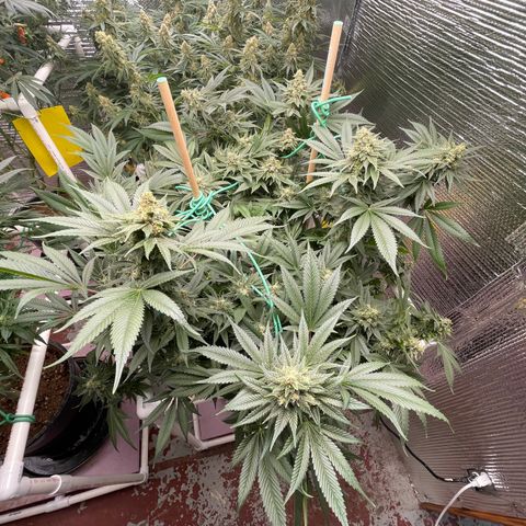 Harle Quin growlog timeline photo