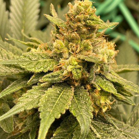 Harle Quin growlog timeline photo