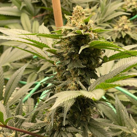 Harle Quin growlog timeline photo