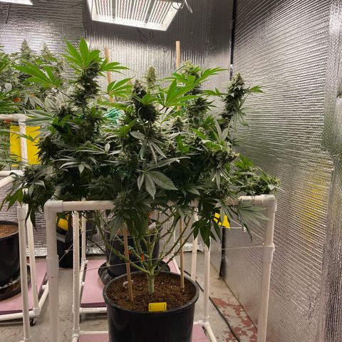 Harle Quin growlog timeline photo