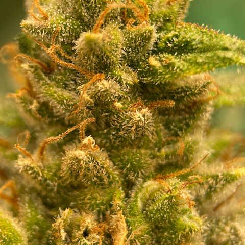 Harle Quin growlog timeline photo