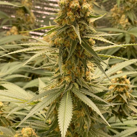 GI Jane growlog timeline photo