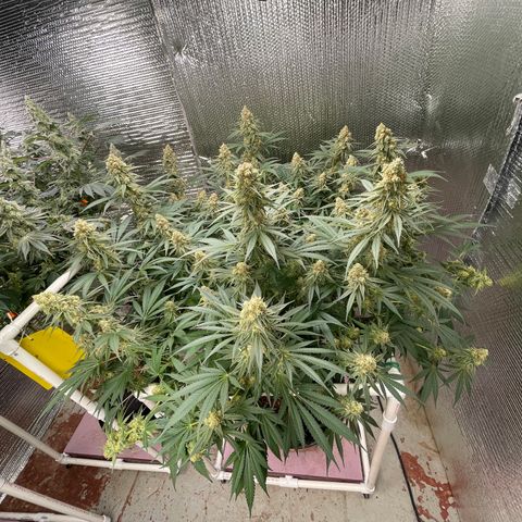 GI Jane growlog timeline photo