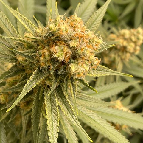 GI Jane growlog timeline photo