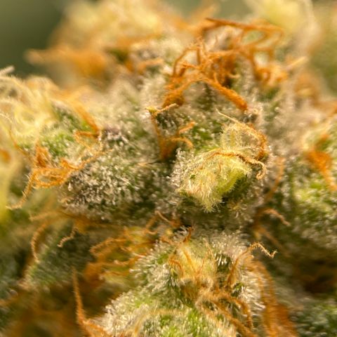 GI Jane growlog timeline photo