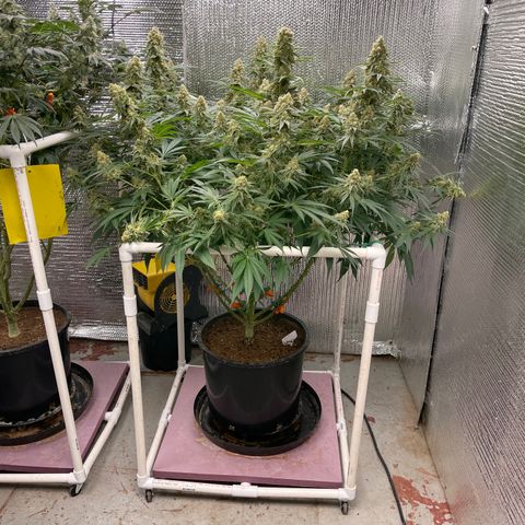 GI Jane growlog timeline photo