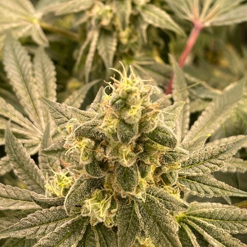 Princess Grodd growlog timeline photo