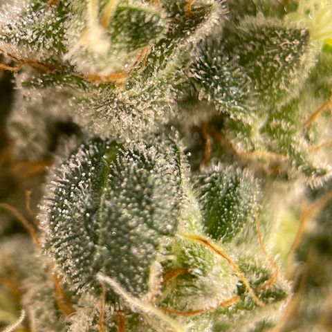 Princess Grodd growlog timeline photo