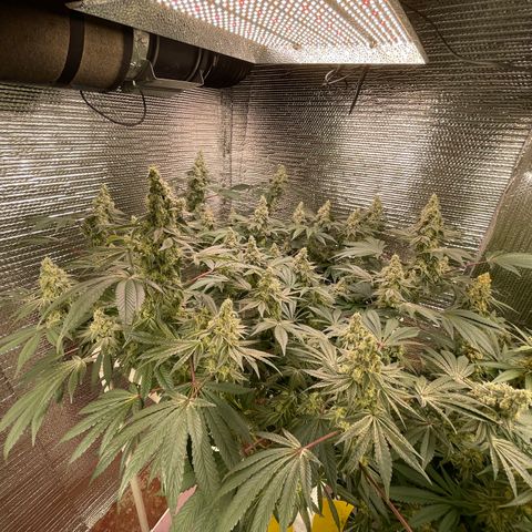 Princess Grodd growlog timeline photo