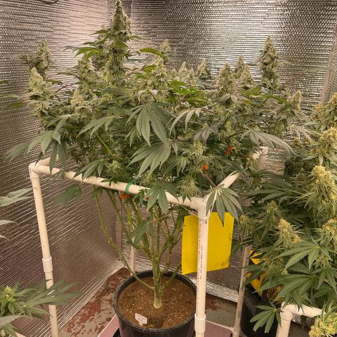 Princess Grodd growlog timeline photo
