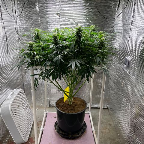 Candy Cane growlog timeline photo