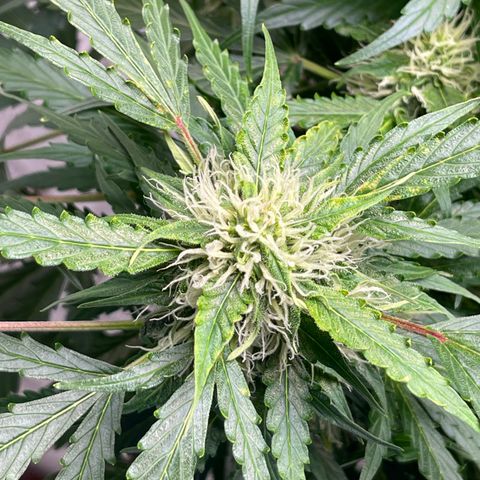 Candy Cane growlog timeline photo