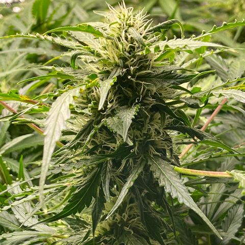 Candy Cane growlog timeline photo