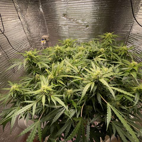Candy Cane growlog timeline photo