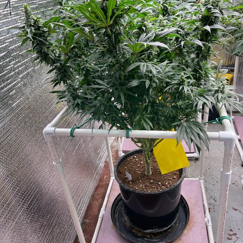 Lucyfur growlog timeline photo