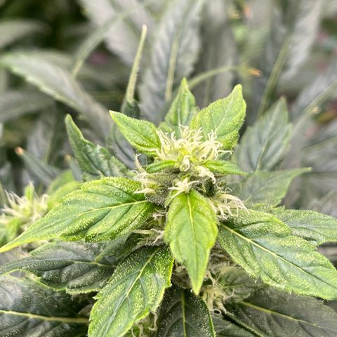 Lucyfur growlog timeline photo