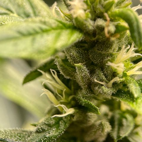 Lucyfur growlog timeline photo
