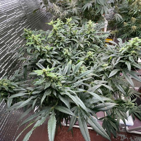 Lucyfur growlog timeline photo