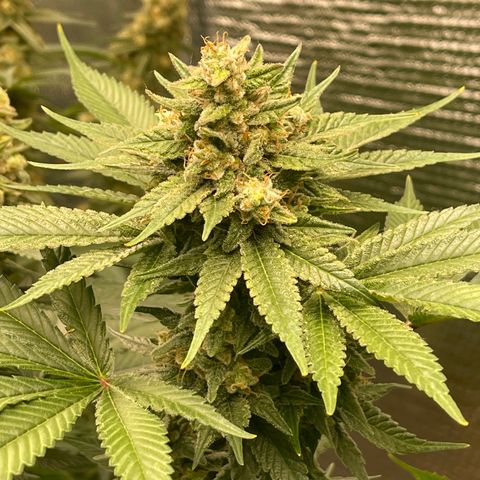 Harle Quin growlog timeline photo