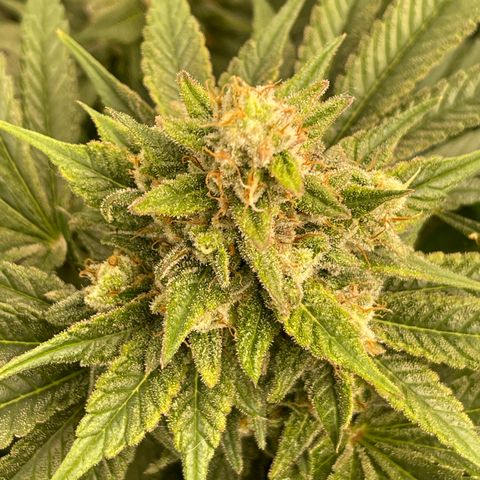 Harle Quin growlog timeline photo