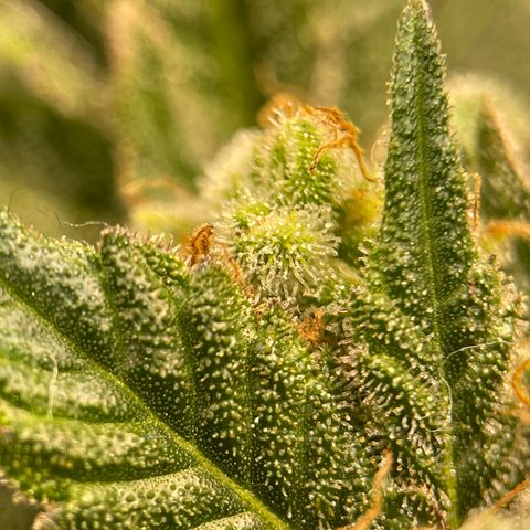 Harle Quin growlog timeline photo