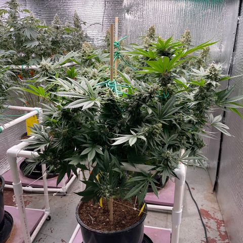 Harle Quin growlog timeline photo