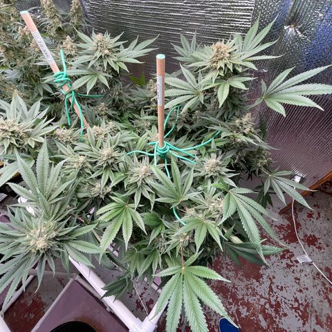 Harle Quin growlog timeline photo
