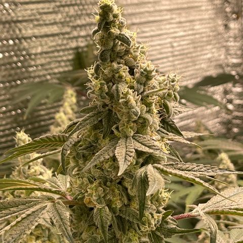 Princess Grodd growlog timeline photo