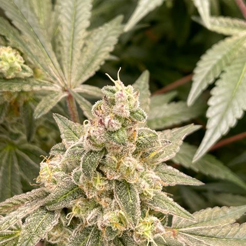 Princess Grodd growlog timeline photo