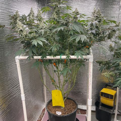 Princess Grodd growlog timeline photo