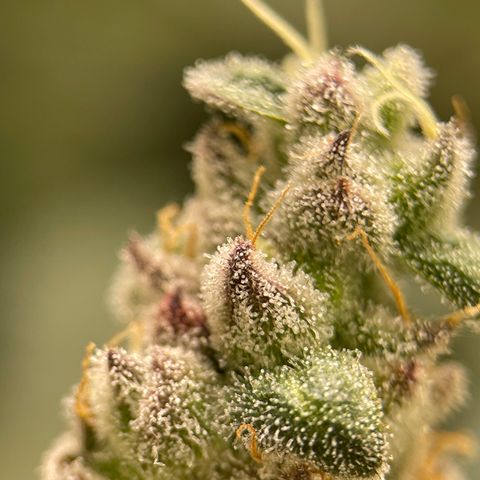 Princess Grodd growlog timeline photo
