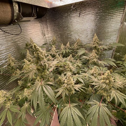 Princess Grodd growlog timeline photo