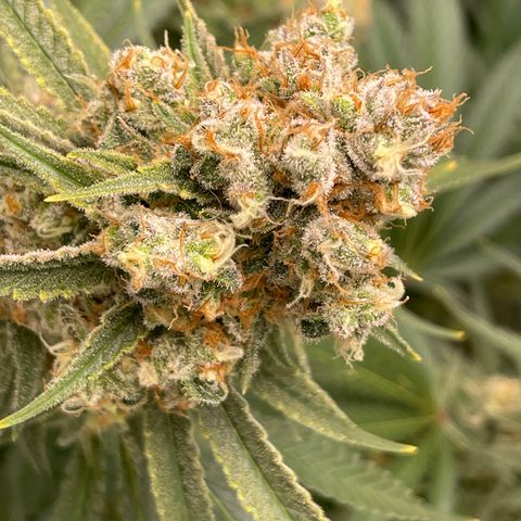 GI Jane growlog timeline photo